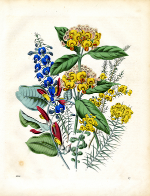 Exotic Legumes in Bloom (hand-coloured litho)