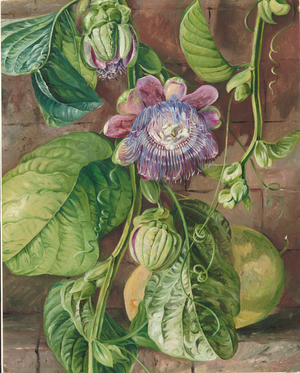 Foliage, flowers, and fruit of the granadilla, Jamaica, 1872 (oil on board)