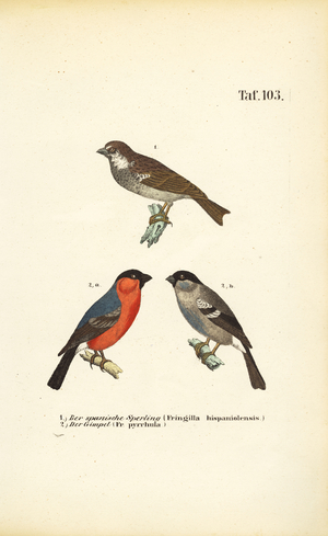 Spanish Sparrow and Eurasian Bullfinch, 1850 (lithography)