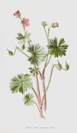 Dove's Foot Crane's-Bill (chromolitho)