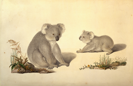 Phascolarctos cinereus, koala, 1801-03 (w/c on paper)