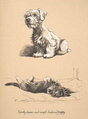 Sealyham and Rough Dachund Puppy, 1930, Illustrations from his Sketch Book used for 'Just Among Friends', later Published by Eyre and Spottiswoode Limited, 1934 (chalk and charcolal on paper)