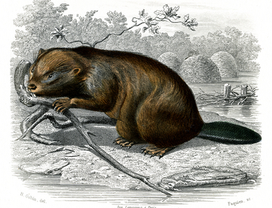 Le beaver, 1846 (engraving)