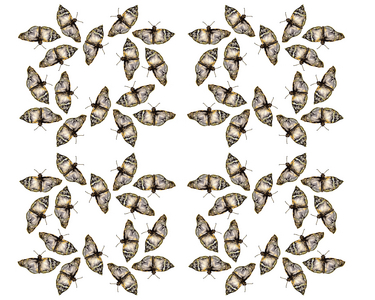 Moth Maze, 2020 (watercolour & ink)