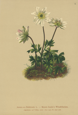 Mt. Baldo Anemone (Anemone Baldensis) (colour litho)
