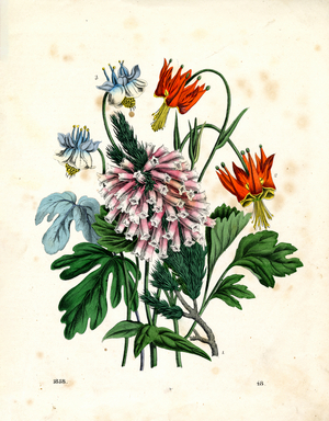 Garden Flowers: Columbine, Larkspur and Martagon Lily (engraving)
