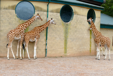 The giraffe (Giraffe Camelopardalis), 2000