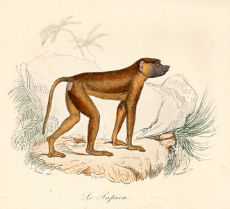 le papion, 18th century (Engraving)