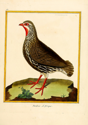African Partridge (print)