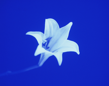 Ultra Violet Lily (photo)