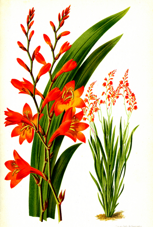 Montbretia Crocosmaeflora, 1882 (engraving)