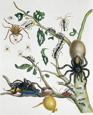 Heteropoda venatoria and Avicularia avicularia, illustration from 'Metamorphosis Insectorum...', 1705 (hand-coloured engraving)