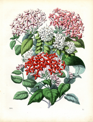 Flowering Ixora Species (hand-coloured engraving)