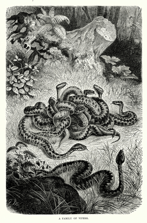 A family of Vipers (engraving)