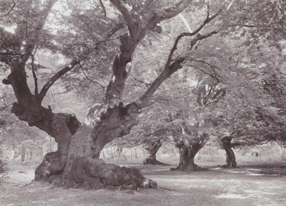 English country: Burnham Beeches (b/w photo)