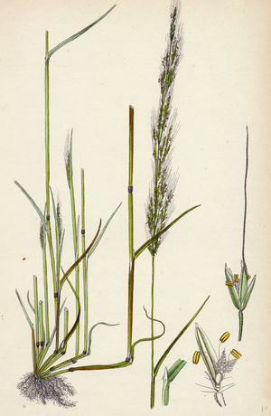 Agrostis Interrupta Dense-Flowered Silky Bent-Grass