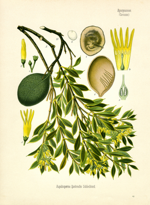 White Quebracho (colour litho)