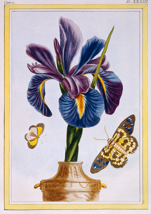 Common Iris with butterflies, c.1776 (hand-coloured engraving)