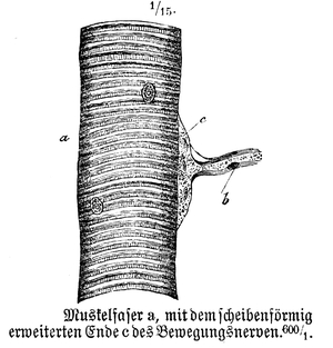 Muscle fiber