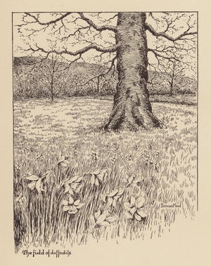 Sussex: The field of daffodils (litho)