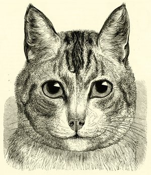 I am the Family Cat (engraving)