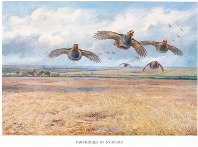 Patridges in Norfolk, 1938 (colour litho)