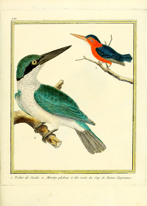 Hoopoe from Juida and Green-headed Kingfisher from the Cape of Good Hope (print)