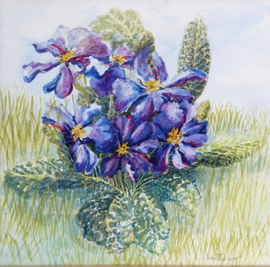 The Mauve Primrose, 2000 (watercolour on paper)