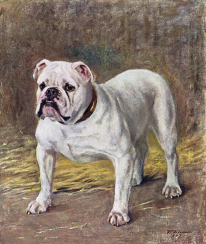 The Famous Bulldog Ch Silent Duchess (colour litho)