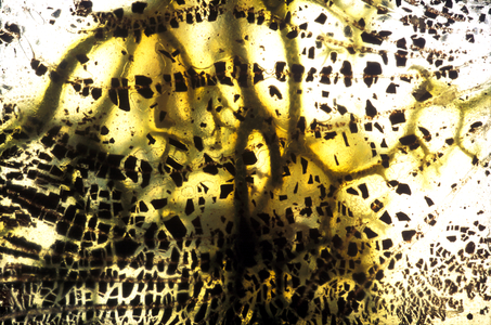 NA_35a [Roots], 2003 (35mm slide)