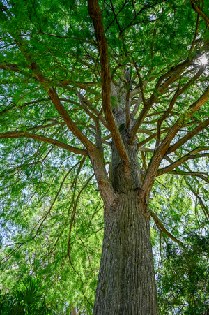 Trunk of Taxodium distichum, bald-cypress, bald cypress, swamp cypress, 2025 (photo)