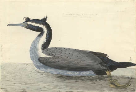 Phalacrocorax punctatus