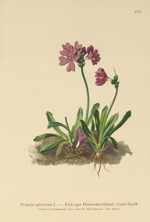 Sticky Primrose (Primula glutinosa) (colour litho)