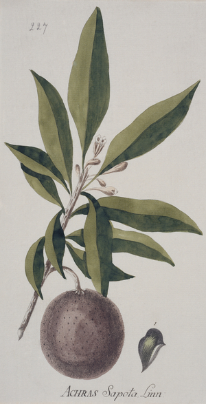Achras zapota