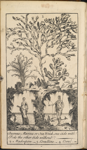 Illustration depicting: Quercia marina - Sea wrack or bladder wrack; Madrepol - coral; Coralline - algae; Coral