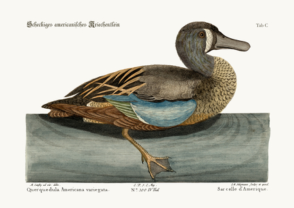 The White-face Teal, 1749-73 (coloured engraving)