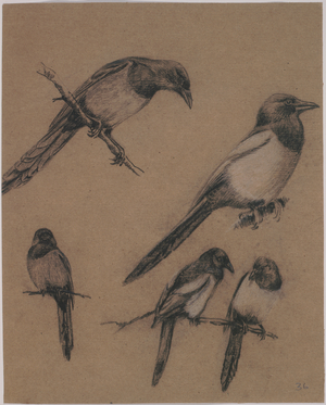Pica pica, common magpie, c.1930 (chalk on paper)