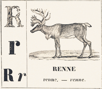 R for Reindeer, 1850 (engraving)