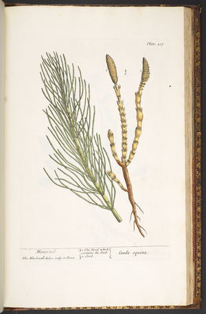 Plate 217, Horsetail, from 'A Curious Herbal', 1737 (coloured engraving)