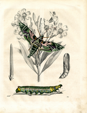 Life Cycle of the Oleander Hawk-moth (hand-coloured litho)