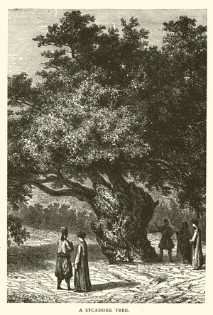 A Sycamore Tree (engraving)