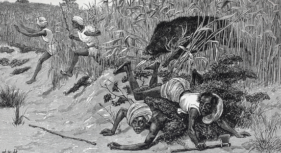 wild boar hunting in India