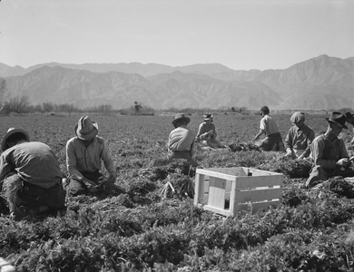 Carrot pullers from Texas, Oklahoma, Missouri, Arkansas and Mexico, California, 1937 (b/w photo)