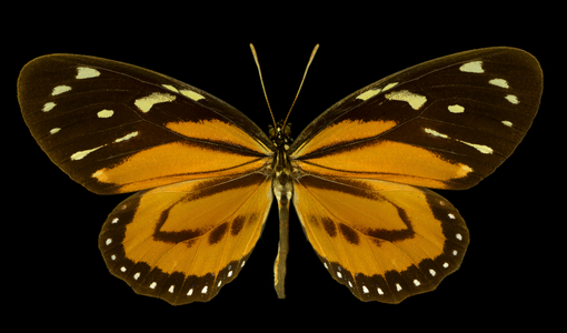 Tiger Mimic-Queen, Lycorea (photo)