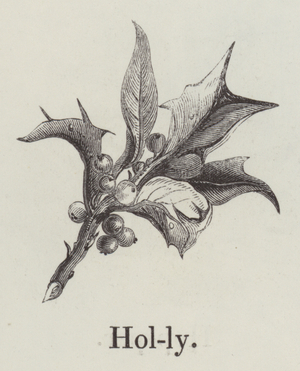 Holly (engraving)