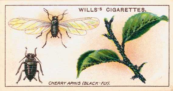 Garden Life: Cherry Aphis (Black-Fly) (chromolitho)