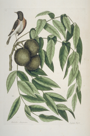 Setophaga ruticilla