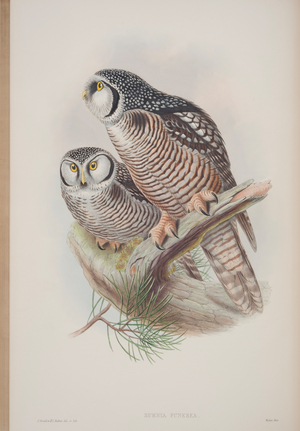 Surnia Funerea, plate from 'The Birds of Great Britain' by John Gould, published 1862-73 (hand-coloured litho)