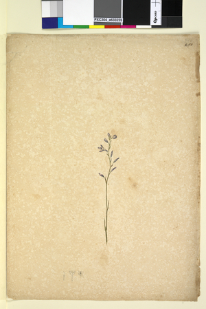 Page 250. Unidentified plant, c.1803-06 (watercolour, pen, ink and pencil)