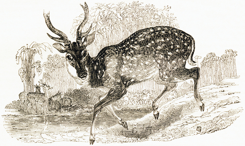 The Deer Axis or Indian Deer, 1892 (engraving)